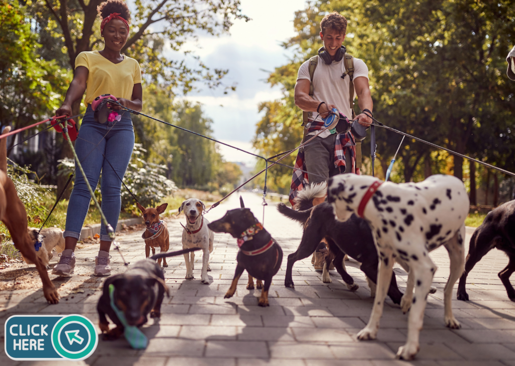 dog walker 1536x1090