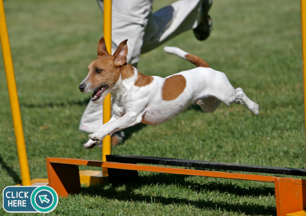 hundeschule 1024x726