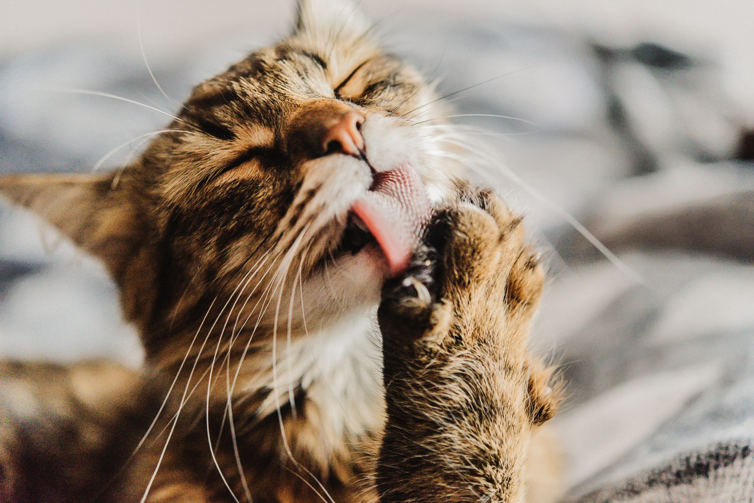 katze3